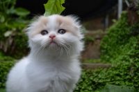 gewoon een mooi poesje