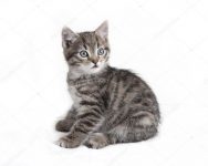 Kitten gezocht (Vlaams-Brabant)