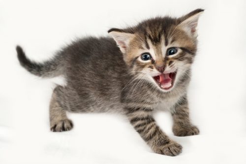 Gezocht: jonge kitten regio West- Vlaanderen