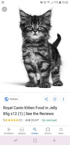 Opzoek naar een kitten