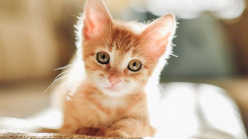 Op zoek naar twee lieve kittens