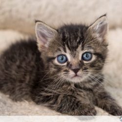 475856055-gezocht-leuke-sociale-kitten-geen-raskat