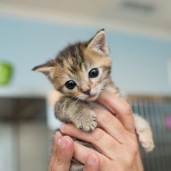 kitten