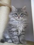 Langharige kitten/kat