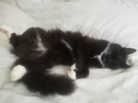 Heb jij een kitten waar je niet voor kan zorgen?