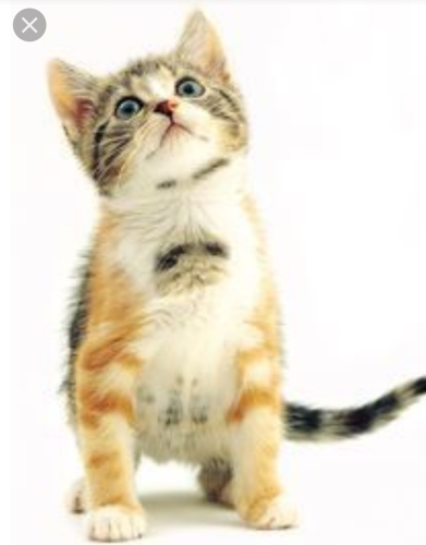 Kitten regio avelgem/ronse/oudenaarde gezocht