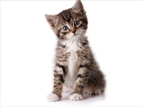 OP ZOEK : kitten om te vertroetelen