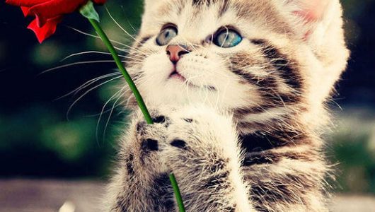 poes-roos