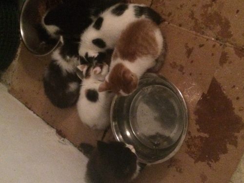 8 kittens