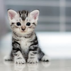 4-ways-cheer-up-depressed-cat