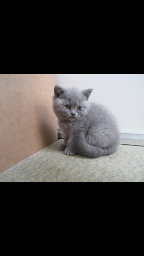 Ik ben op zoek naar een Britse korthaar kitten!