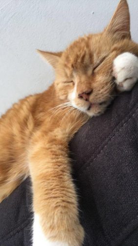 Kitten gezocht als speelkameraadje voor mijn kitten van 3,5 maanden oud