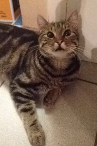 Kitten gezocht regio Antwerpen