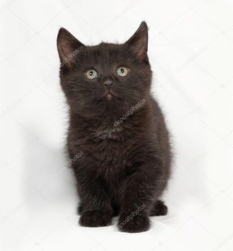 Op zoek naar een zwarte kitten!