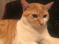 GRATIS KAT VILVOORDE