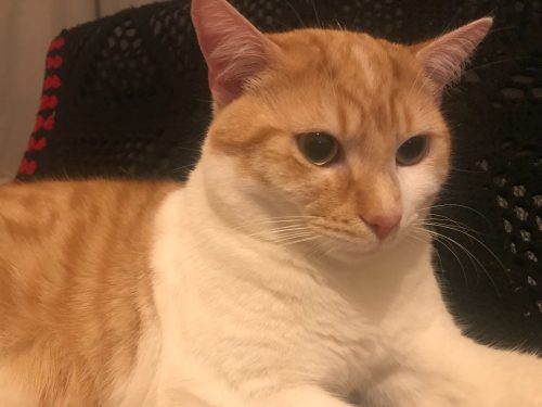 GRATIS KAT VILVOORDE