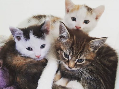 Kitten gezocht: In de provincie Antwerpen