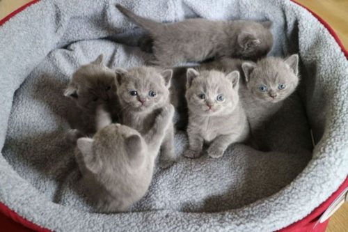 Kitten gezocht