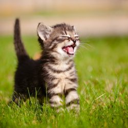 Kitten-opvoeden-hoe-doe-je-dat