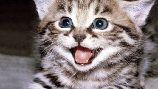 cute-kittens-12929201-1600-1200