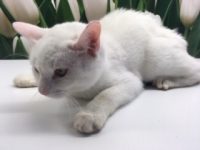 zeer lieve kitten