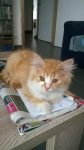Kitten