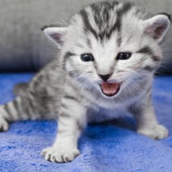 A-gray-kitten-meowing