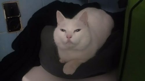 Voor een eenzame, slechtziende dame