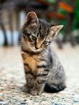 Zoekt kitten van maximaal 4 maanden oud.