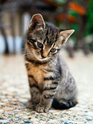 Zoekt kitten van maximaal 4 maanden oud.