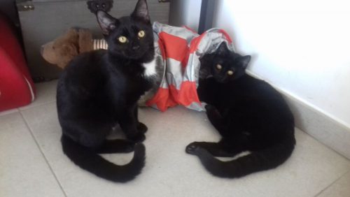 Kittens 6maanden oud