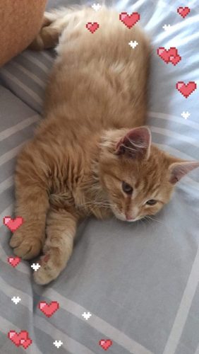 Kat gezocht jonger dan een jaar