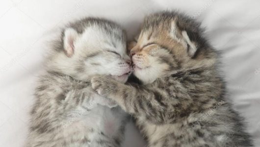 depositphotos_122768864-stockafbeelding-schattig-tabby-kittens-slapen-en