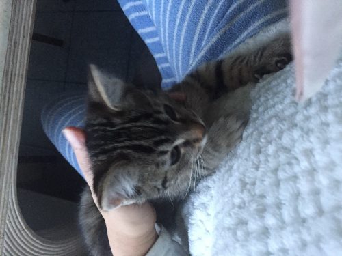 Gratis kitten