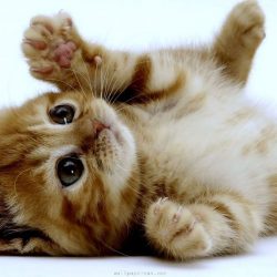 cats-animals-kittens-background
