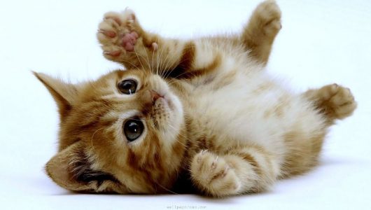 cats-animals-kittens-background