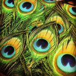 Zoek grijs tijger kitten