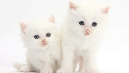 kitten wit