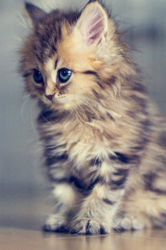 Gezocht: Kitten in Antwerpen