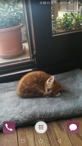 Hallo, onze vorige katje is spijtig genoeg maar 6 maanden oud geworden, en na alles te verwerken zijn wij er nu klaar voor om een nieuwe kitten een mooie en warme thuis te bezorgen.