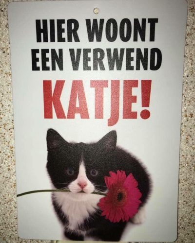 Kitten(s) gezocht