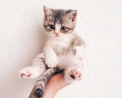 op zoek naar een katje