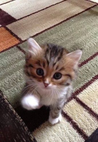 ik ben op zoek naar een kitten