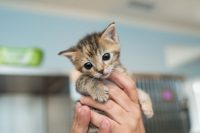 Gezocht: lieve kitten