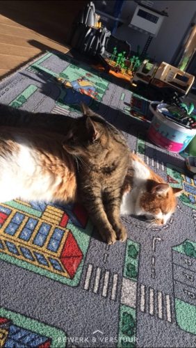 leuke kitten gezocht