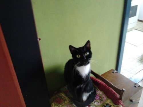 Lieve poes