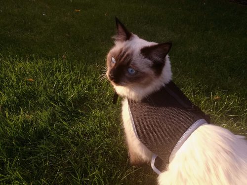 Op zoek naar een kitten