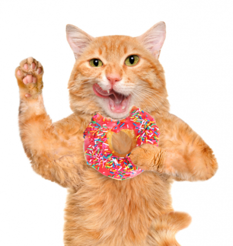 OP ZOEK naar een kitten of herplaatser
