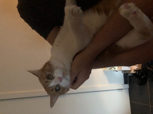 Lieve, aanhankelijke poes zoekt nieuwe warme thuis wegens verhuis.