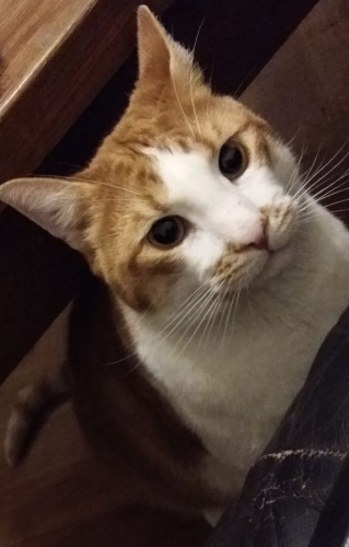 Aanhankelijke kat zoekt baasje